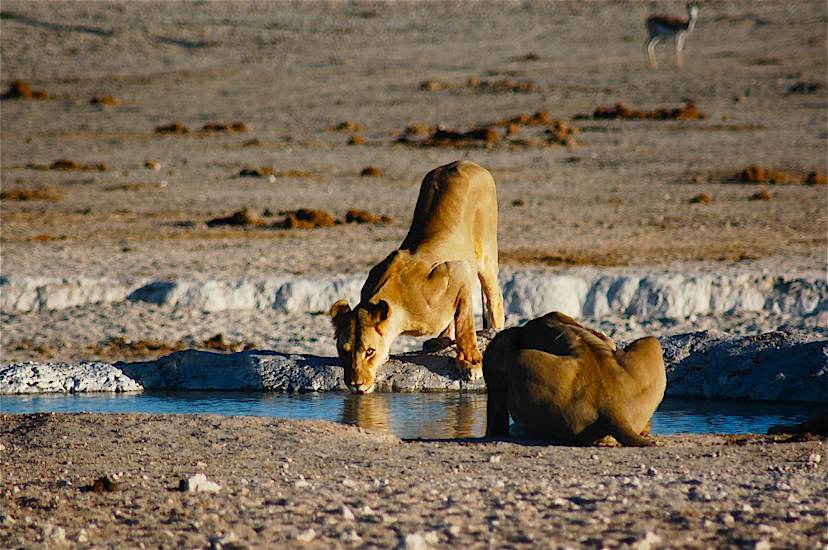 Afternoon Game Drive