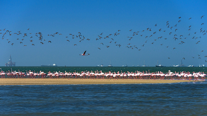 Flamingos of Walvis Bay