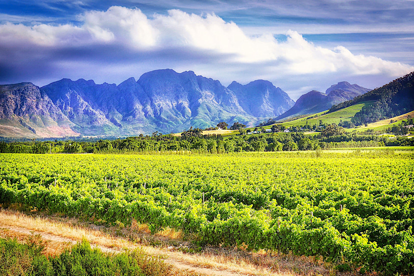 Cape Winelands