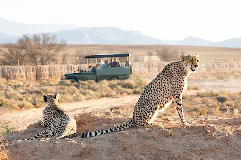 Morning Game Drive
