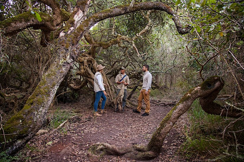 Milkwood Forests of Grootbos