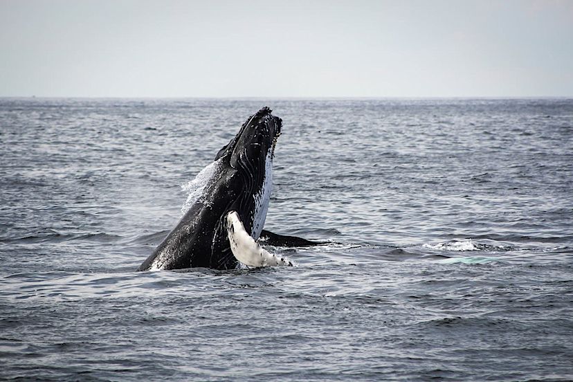 Whale Breaching