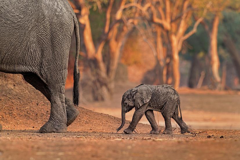 Elephants