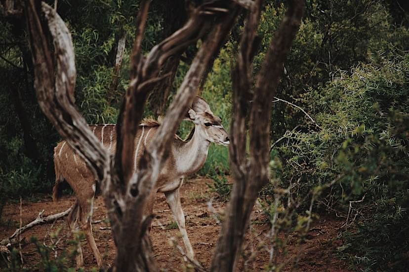 deer in hiding