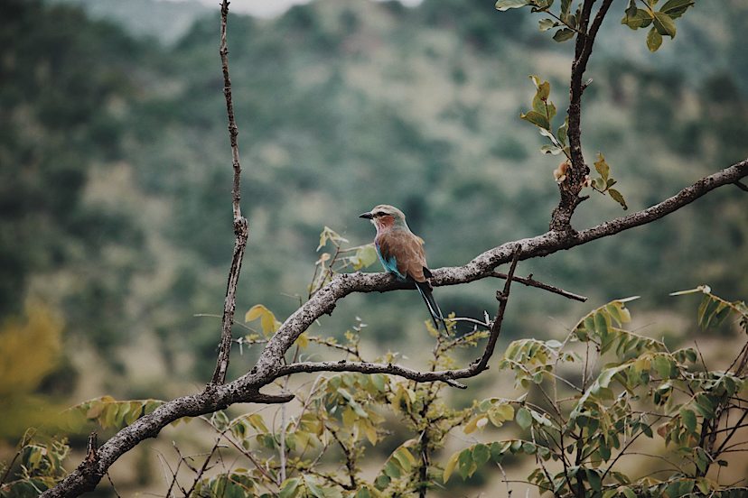 resting bird
