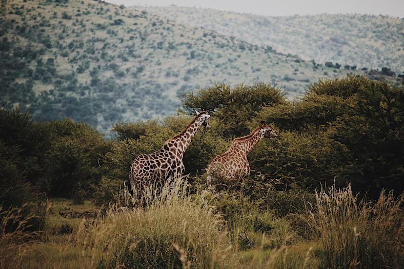 standing tall