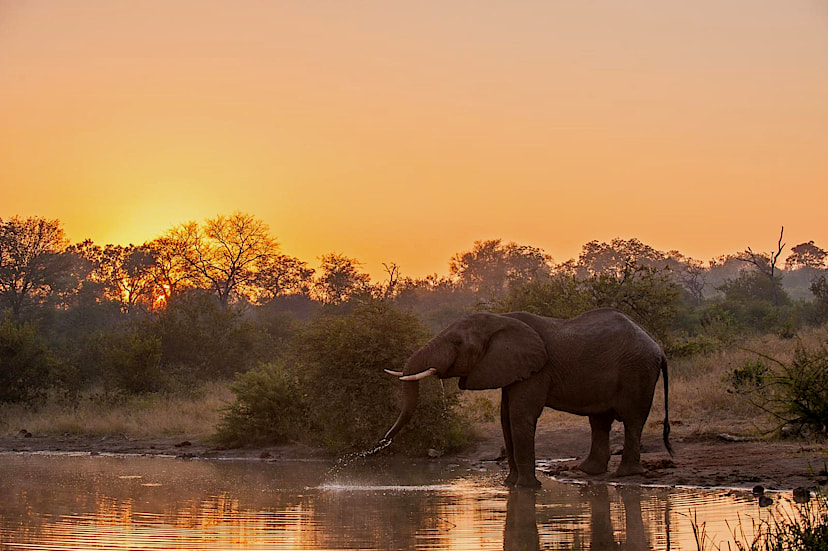Safari Game Drive