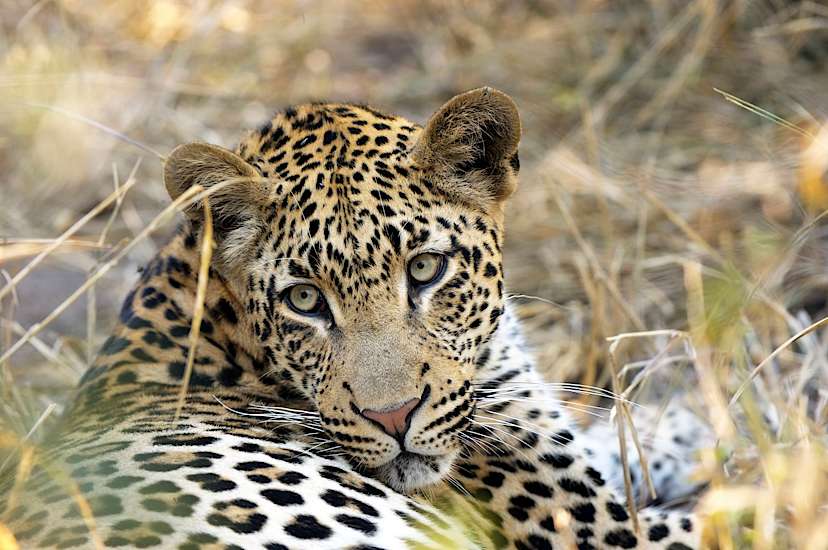 Leopard