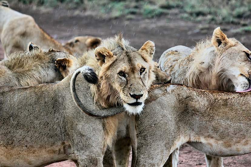 Pride Of Lions