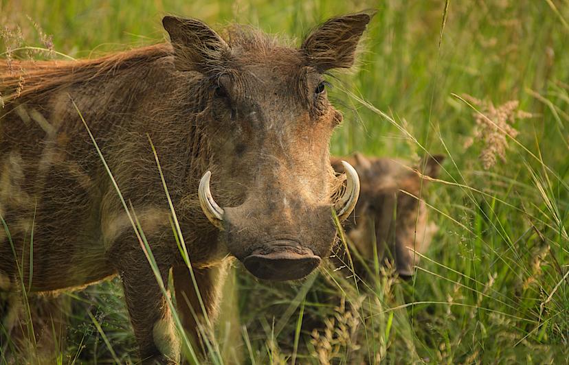 Warthog
