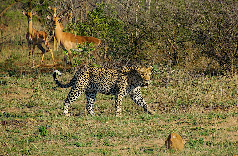 Leopard & Antelope