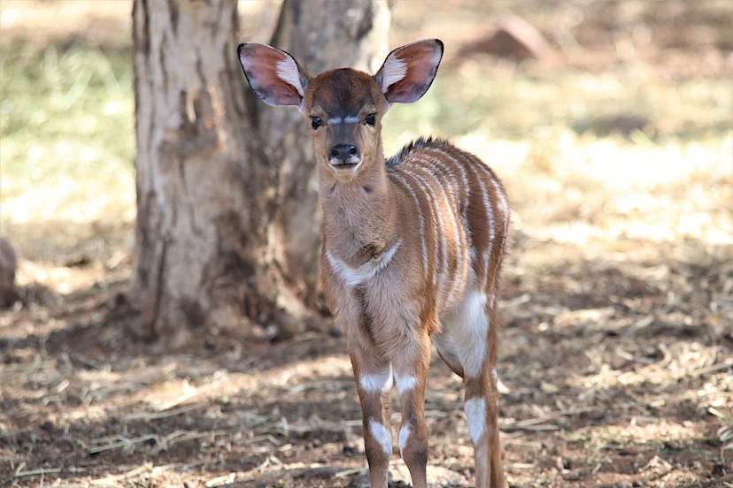 Nyala Buck