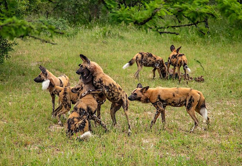 Playful African Wild Dogs