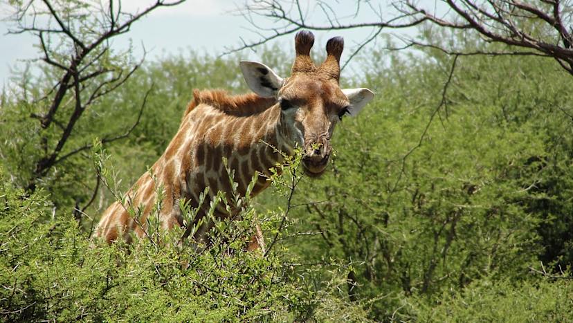 Giraffe In The Bush