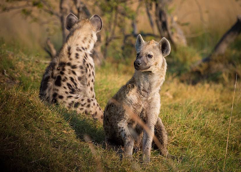 Hyenas