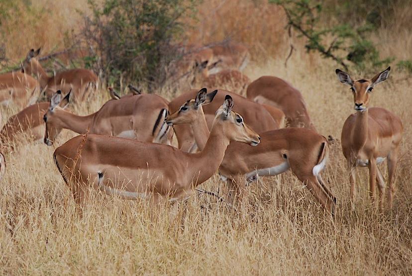 Impala