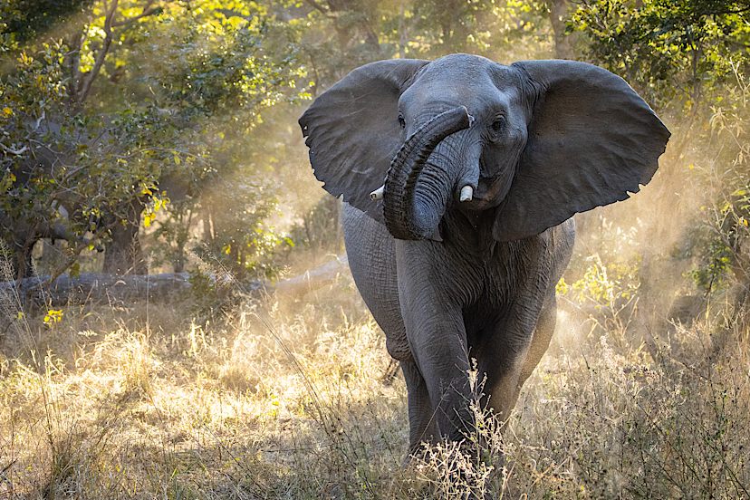 Elephant