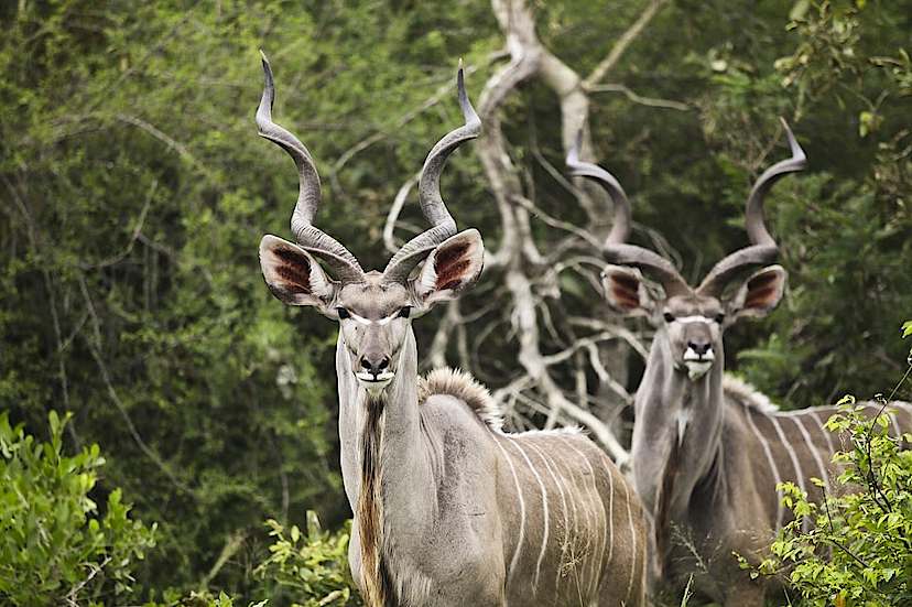 Kudu