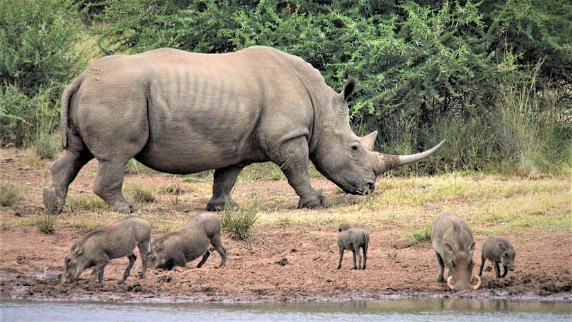 Warthogs & White Rhino