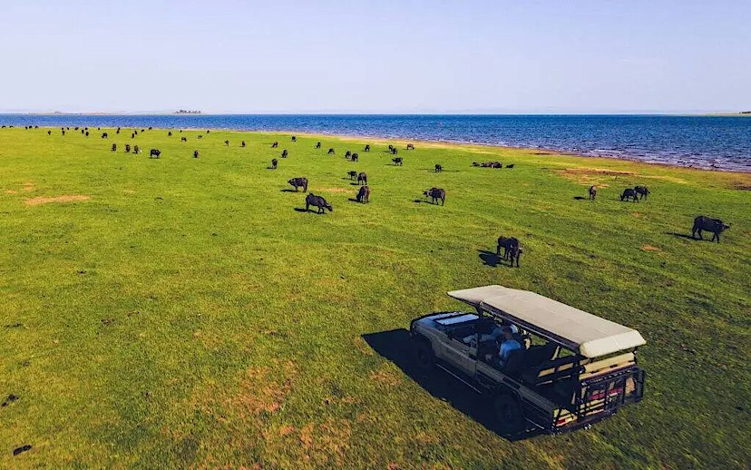 Game Drive Safari