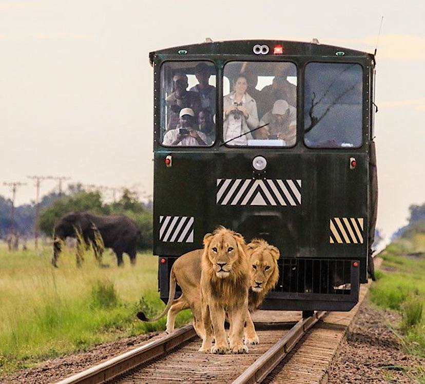 Elephant Express