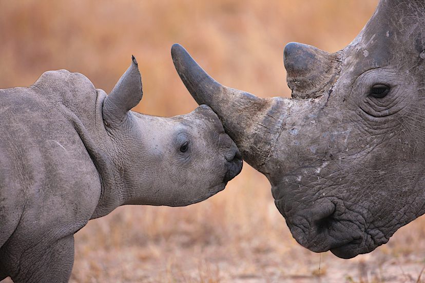 White Rhino