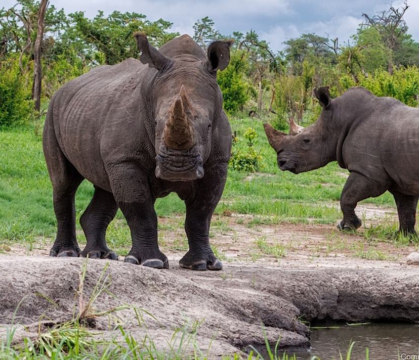 Rhino Sanctuary