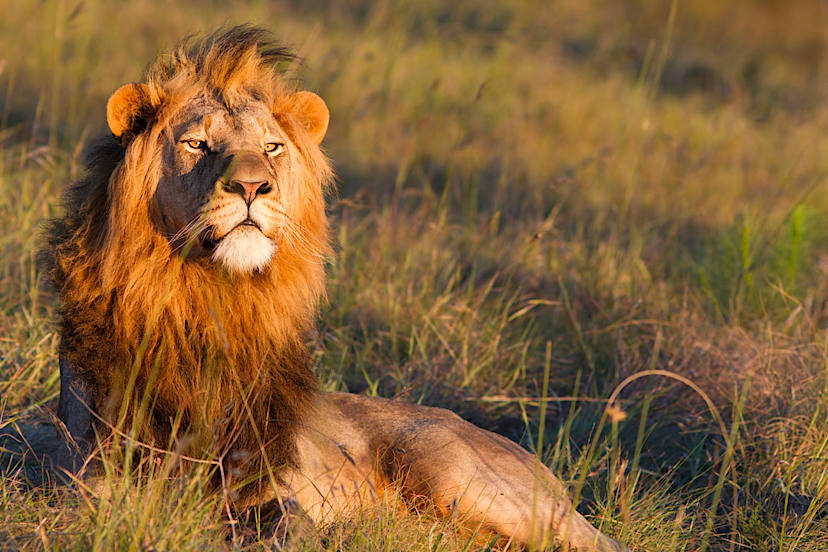Lion