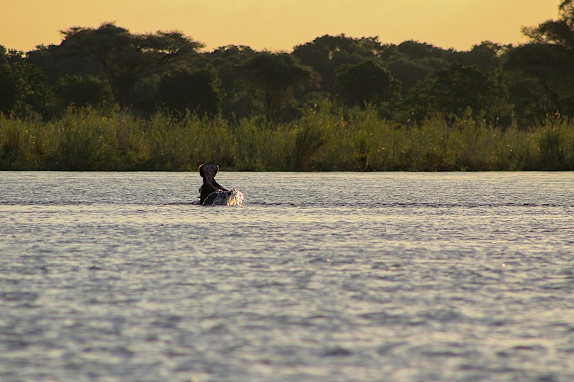 Hippo in the Zambezi River, Victoria Falls