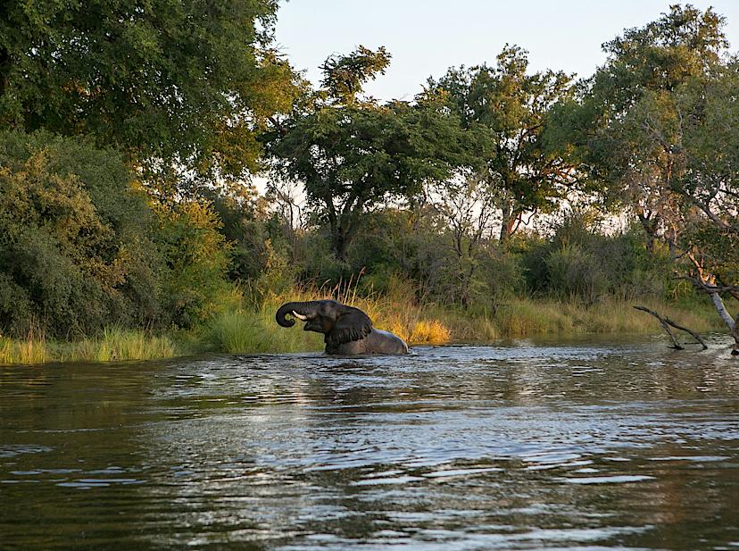 Elephant in the Zambezi River