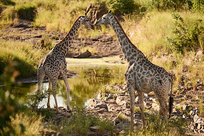 Giraffe