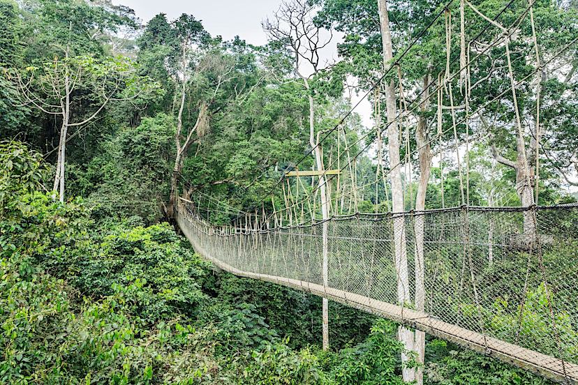 Canopy Walk