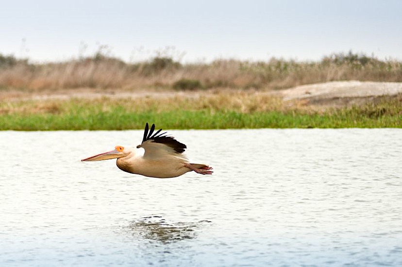 Djoudj National Bird Park
