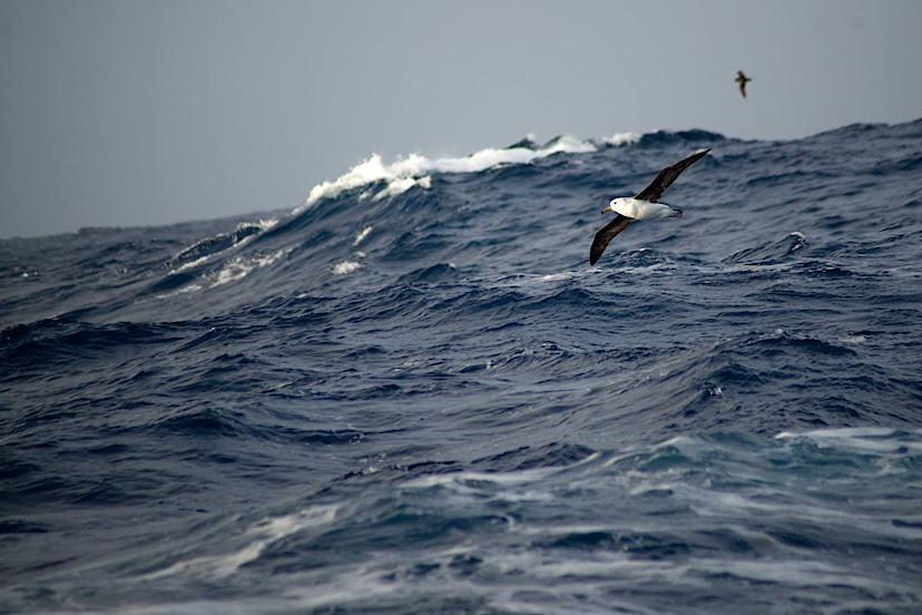 Drake Passage