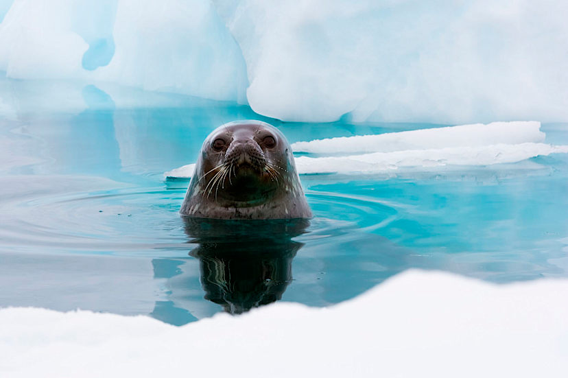 Weddell Seal