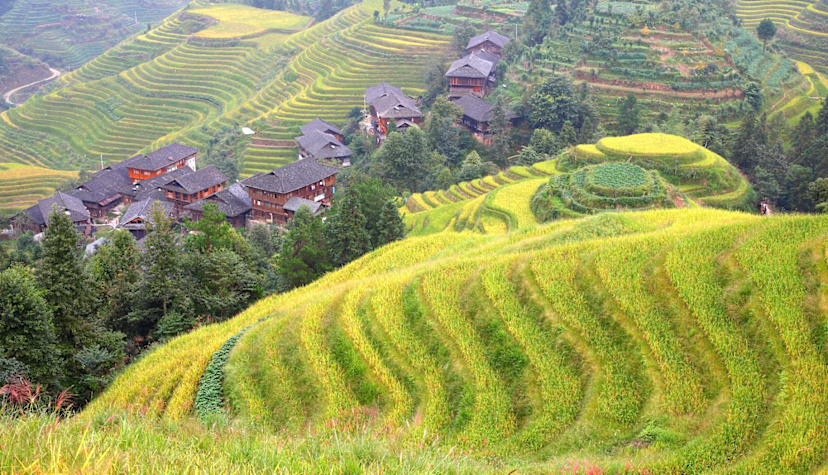 Rice Terrace Walk