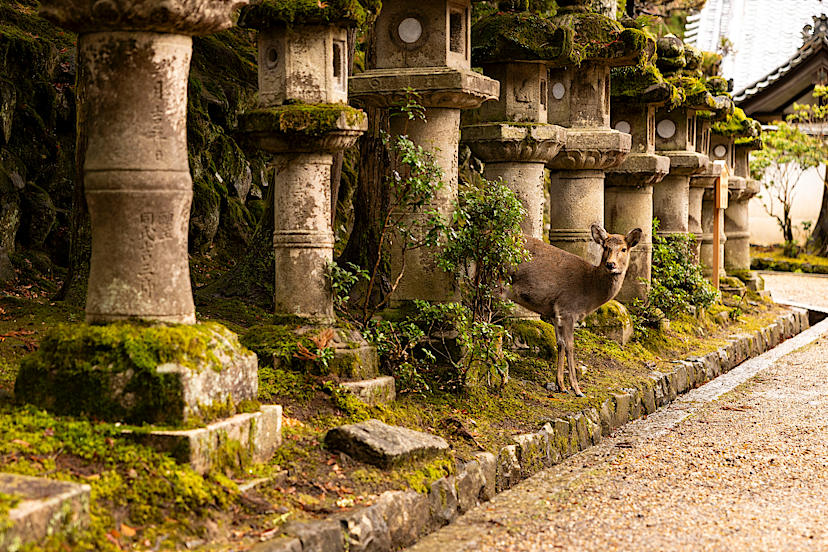 Nara Deer Park