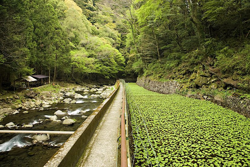 MATSUMOTO TO KYOTO TO NAGOYA