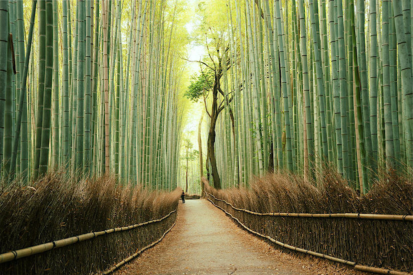 arashiyama bamboo forest