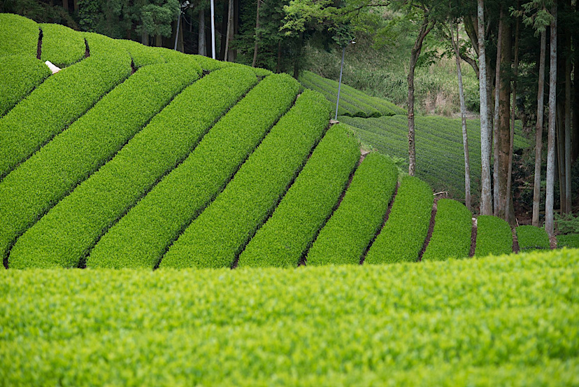 Tea Field Plantation