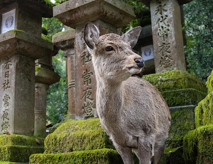 Nara Deer Park