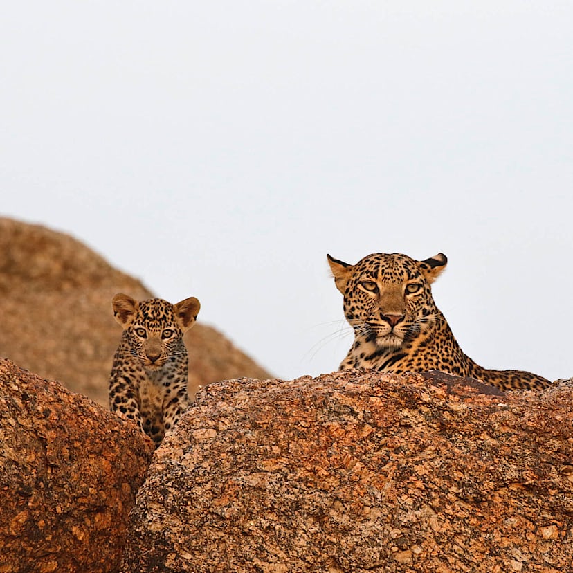 Leopard Siting