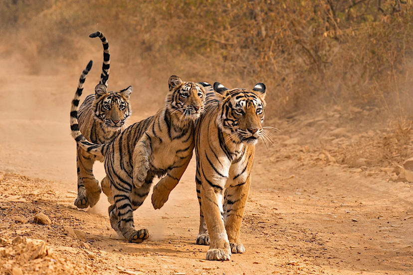 Kanha Safari