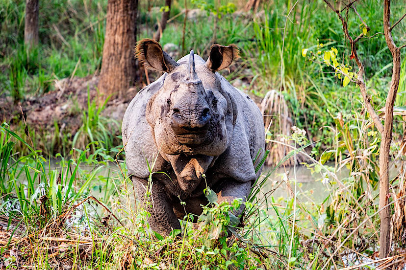 Rhino In Chitwan Park