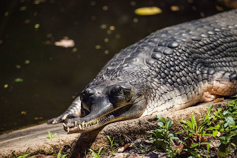 Gharial Crocodile