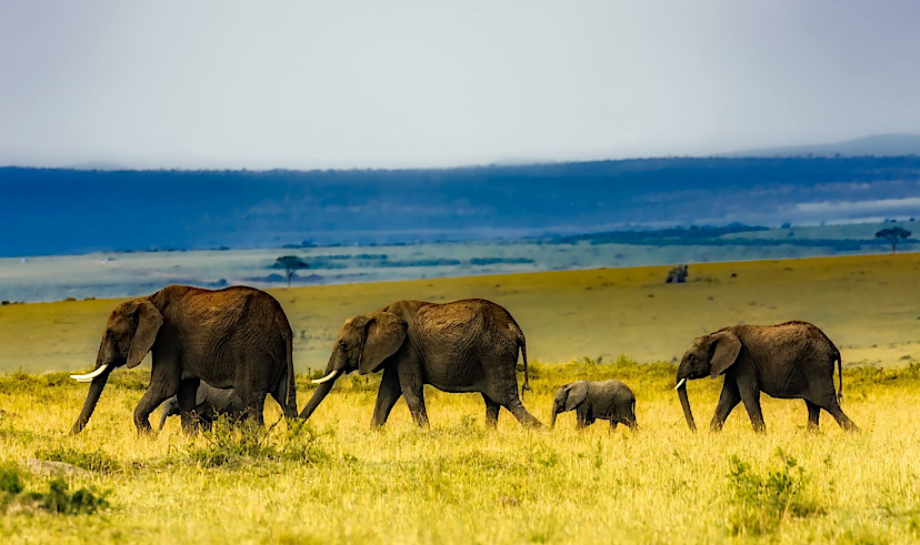 Nepal Elephants
