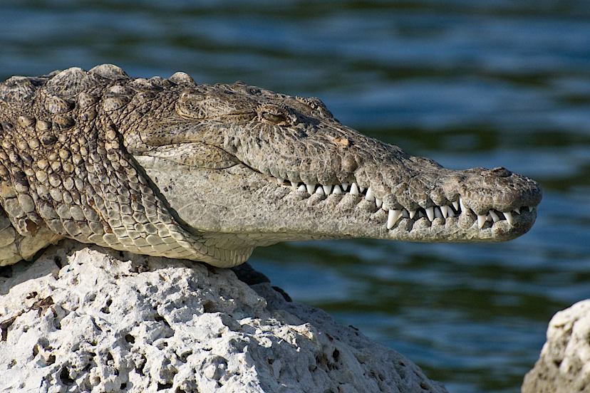 Https://Pixabay.Com/Photos/Biscayne National-Park-Florida-80457/
