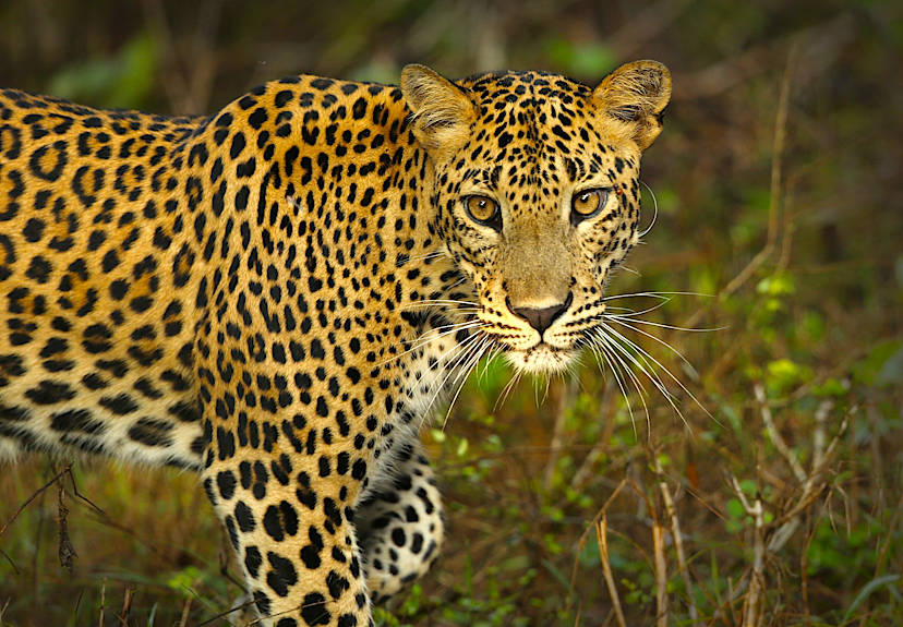 Leopard