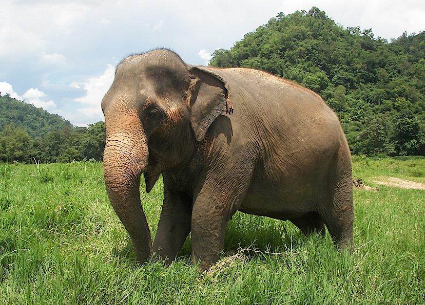 Elephant