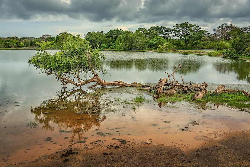 Yala National Park